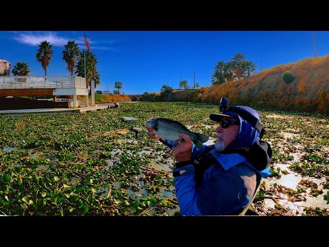 Winter Bass - Lake McClure, California 