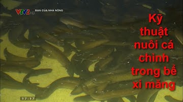 Kỹ thuật nuôi cá chình trong bể xi măng