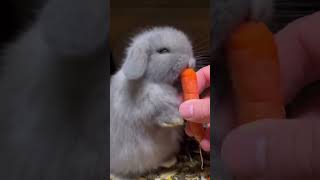 CONEJO COMIENDO ZANAHORIA !!