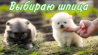 видео: Выбираю щенка 🐶 Стоит ли заводить 2-го шпица🤔 картинка: Выбираю щенка 🐶 Стоит ли заводить 2-го шпица🤔