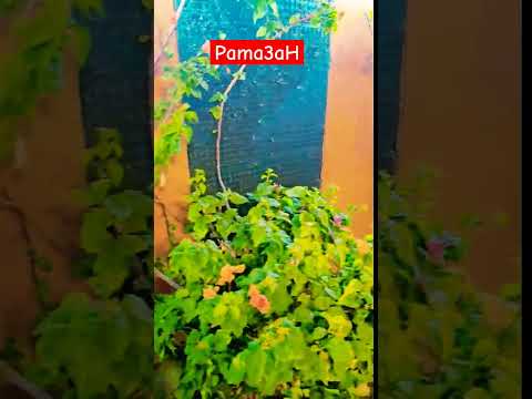 Pama3ah Music عايز Funny Videos Pama3ah Lyrics Songs Pama3ah Song Shorts Shortvideo