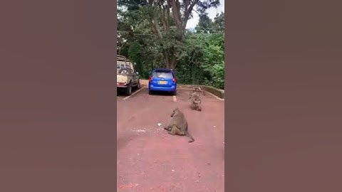 Baboon attack tourist interrupting them while eating #travel #tanzania #baboons #photography #tiktok