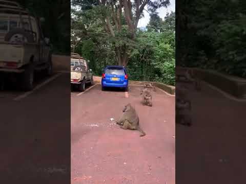 Baboon Attack Tourist Interrupting Them While Eating Travel Tanzania Baboons Photography Tiktok 