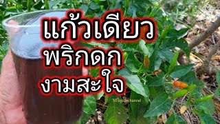 แก้วเดียว พริกดก งามสะใจ ต้องสูตรนี้