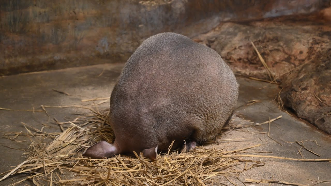 ごめん寝！ツチブタのあゆみちゃん - Aardvark 