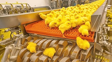 35 Minutes Of Amazing Continuous Production Machinery & Most Admirable Worker Ever Before