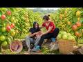 Harvesting colorful guavas -  Journey to help a girl with mental illness.