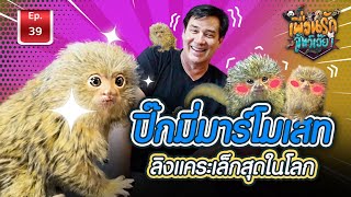 Pygmy Marmoset ลิงปิ๊กมี่มาร์โมเสท ลิงแคระเล็กที่สุดในโลก l เพื่อนรักสัตว์เอ๊ย Ep39