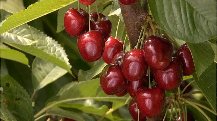 Hansen Orchards Cherry Story