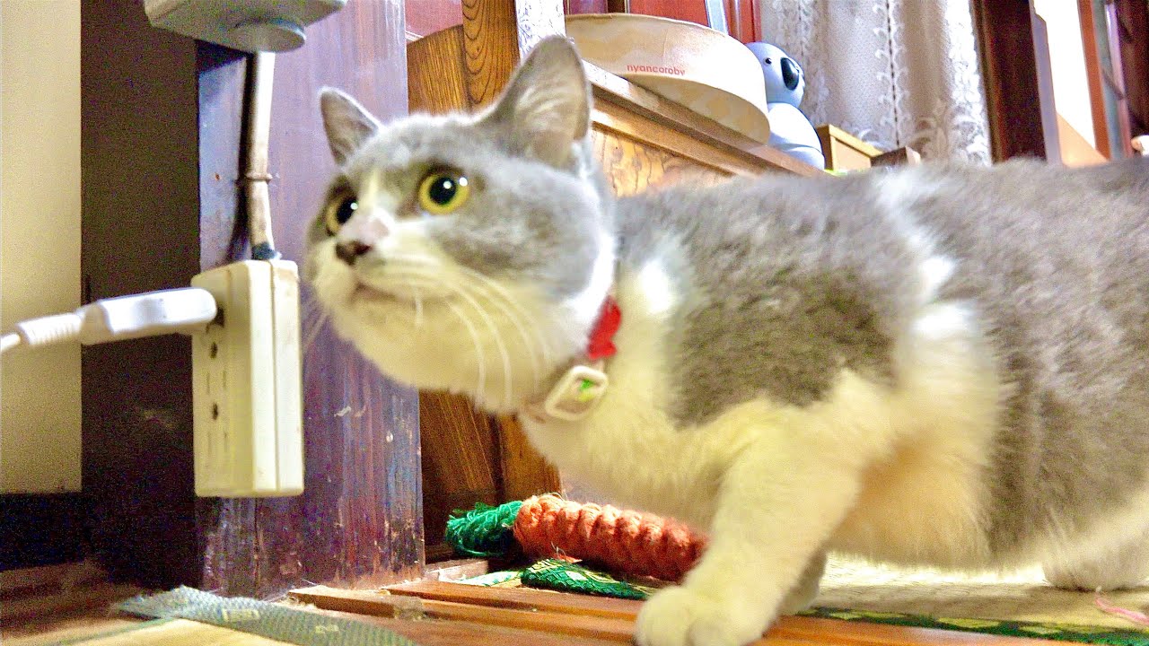 Welcome to your new world, kitten. - YouTube