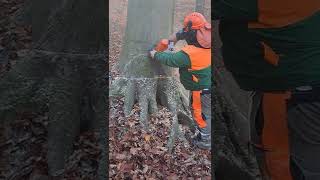 Szalajka völgy STIHL MS 462 CM