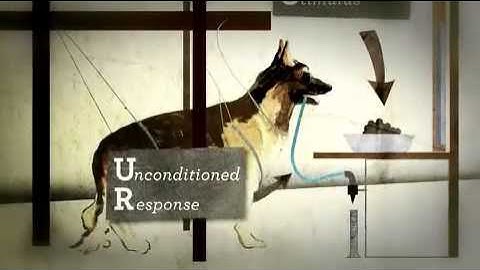 Psyc 104 Week 3 - Classical Conditioning Pavlov
