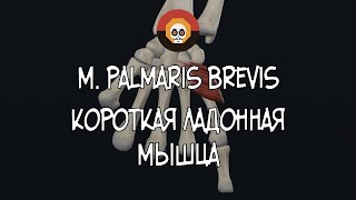 Короткая ладонная мышца (m. palmaris brevis) 3D Анатомия