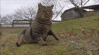 野良猫なのに丸々と太ったキジトラ猫