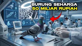 Why Are Racing Pigeons So Expensive?