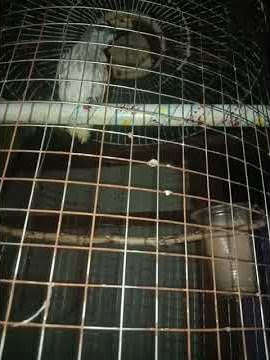 Bagaikan BURUNG dalam SANGKAR