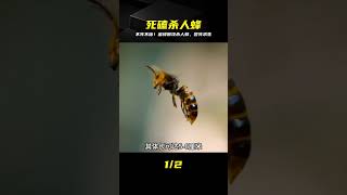 殺人蜂下山洗劫，蜂群浴血死戰，太震撼 #亚洲大黄蜂 #杀人蜂 #蜜蜂 #昆虫大战 #生死搏杀