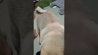 314 กินอร่อยเลยครับ #หมา #สัตว์เลี้ยง #dog #pug #reelsfb #viral #mypug #funnydog #puglife #pets 314 กินอร่อยเลยครับ #หมา #สัตว์เลี้ยง #dog #pug #reelsfb #viral #mypug #funnydog #puglife #pets