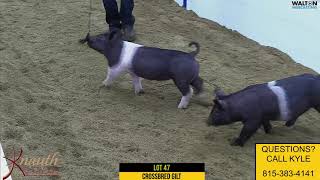 LOT 47 107-2 Crossbred Gilt 1/19/21 Knauth Showpigs Online Sale Guide