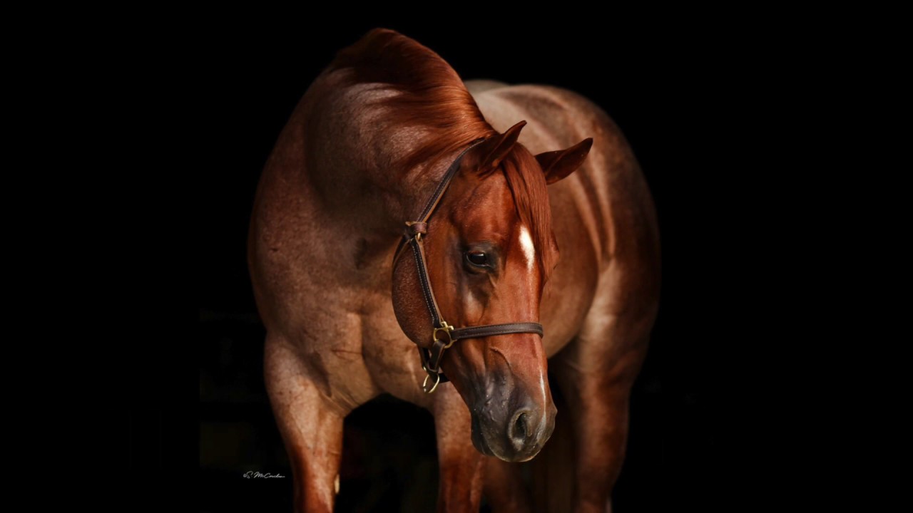 Little Hix - Luis Performance Horses & Prospects