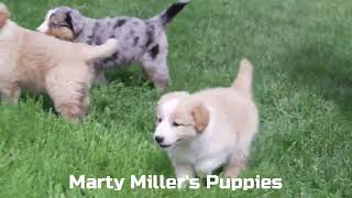 Marty Miller's Aussie Puppies 11 by Mt Hope Puppies 119 views 6 days ago 43 seconds