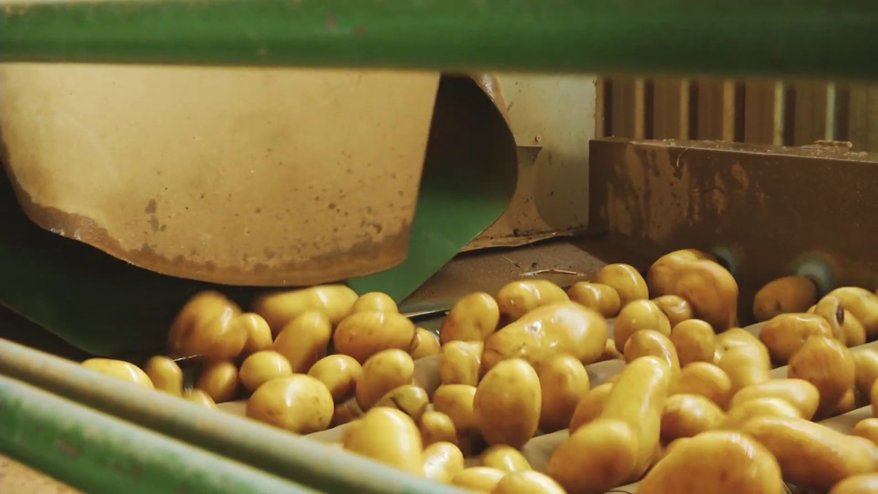 Transforming Zambia’s Potato Industry YouTube