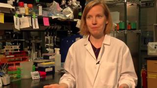 THE KEY TO REVERSING AGING: YOUNG BLOOD