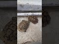 تزاوج السلاحف