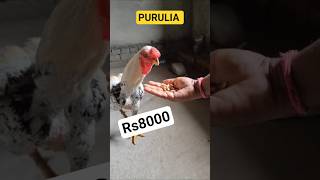 The Parrot Beak Aseel: Nature's Most Unusual Rooster💯parrot beak Aseel 💀 Mafia #mafia  #murgamandil