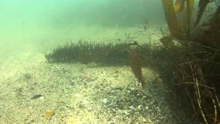 lepoard sharks in Laguna Beach