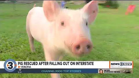 Baby pig rescued after falling out of truck onto interstate tells ‘story of resilience’