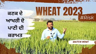 Wheat last irrigation importance and role in yield