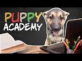 The puppy academy day 1 be cute german shepherd puppies staffy puppy and more