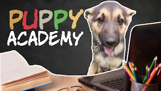 The Puppy Academy. Day 1: Be cute! German Shepherd Puppies, Staffy Puppy and more.