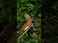 فريسة في قبضة الموت كيف تسجل الأفعى انتصارها على البرص Animals 