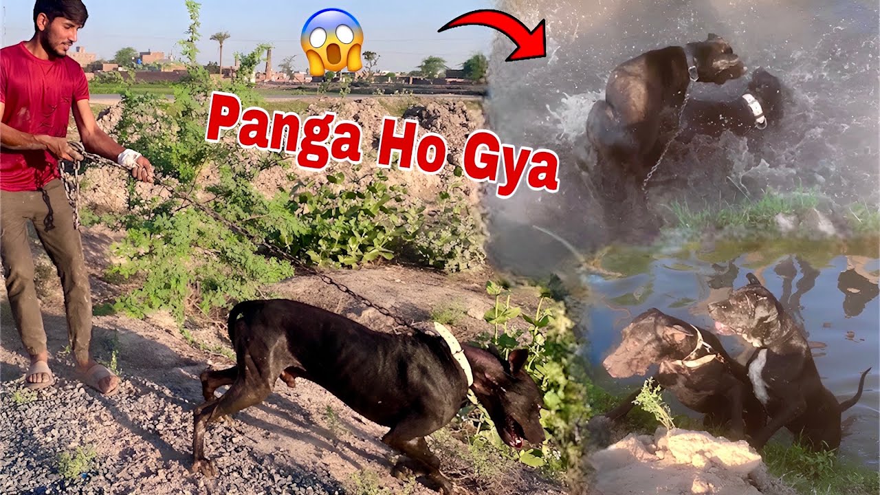 There will be a fight between Max and Rocky in the house😱