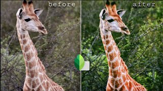 Top animal simple photo Editing tips screenshot 4