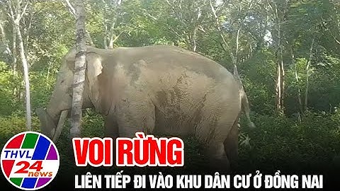 Voi rừng liên tiếp đi vào khu dân cư ở Đồng Nai