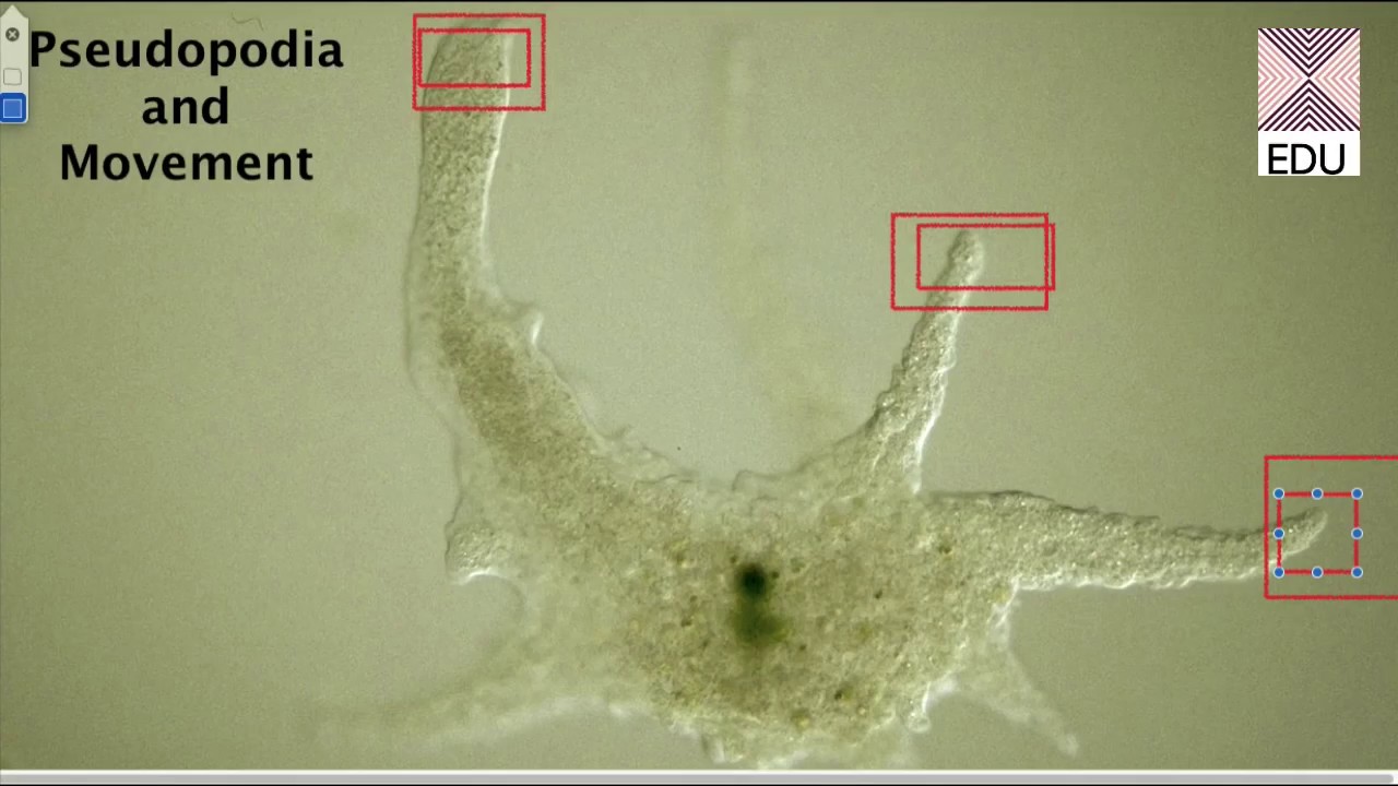 Amoeba 2 Pseudopodia and movement I BSc Medical Sem I [THEORIES OF AMOEBOID MOVEMENTS] [ZOOSQUARE]