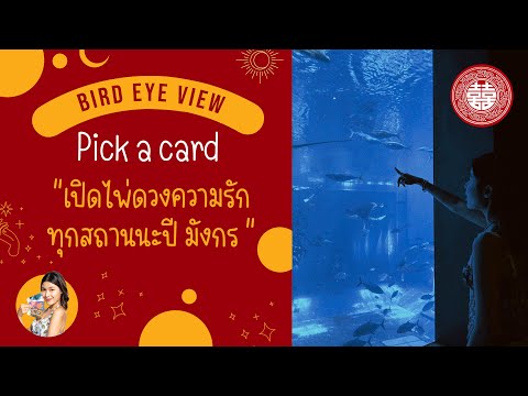 Pick a card เปิดดวงความรักทุกสถานะ ในปี 2567 (คนโสด คนไม่ชัดเจน คนมีคู่)