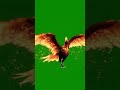 Phoenix Walking Green Screen Effect #fantasy #pheonix #greenscreen #chromakey #vfx