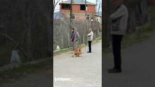 Şu Akkuşun Gürgenleri Yıkılmadı Mı