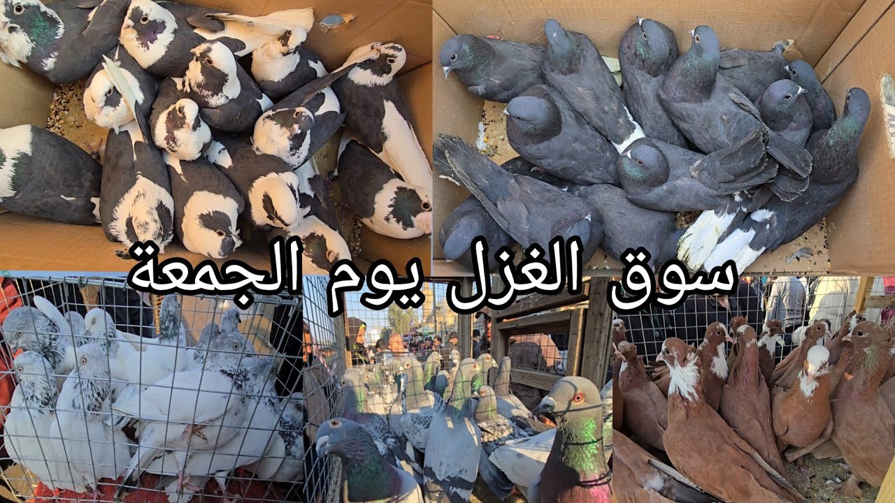 سوق الغزل يوم الجمعة الوكفة الخاصة بالحمام مطيار وحمام زينة انواع كثيرة2025/1/17