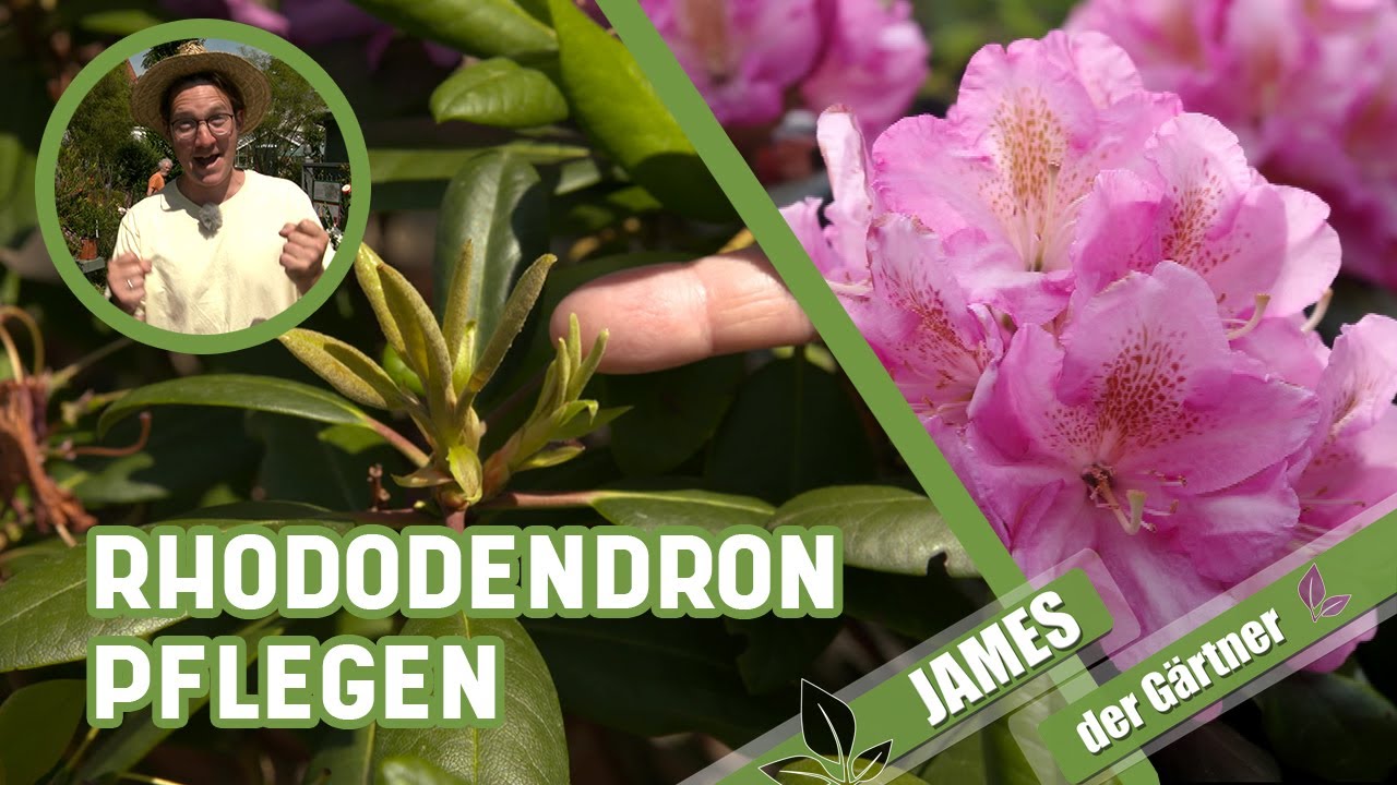 So entfernt man das Verblhte beim Rhododendron! | James der Grtner