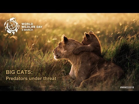 World Wildlife Day 2018 - Big cats: predators under threat