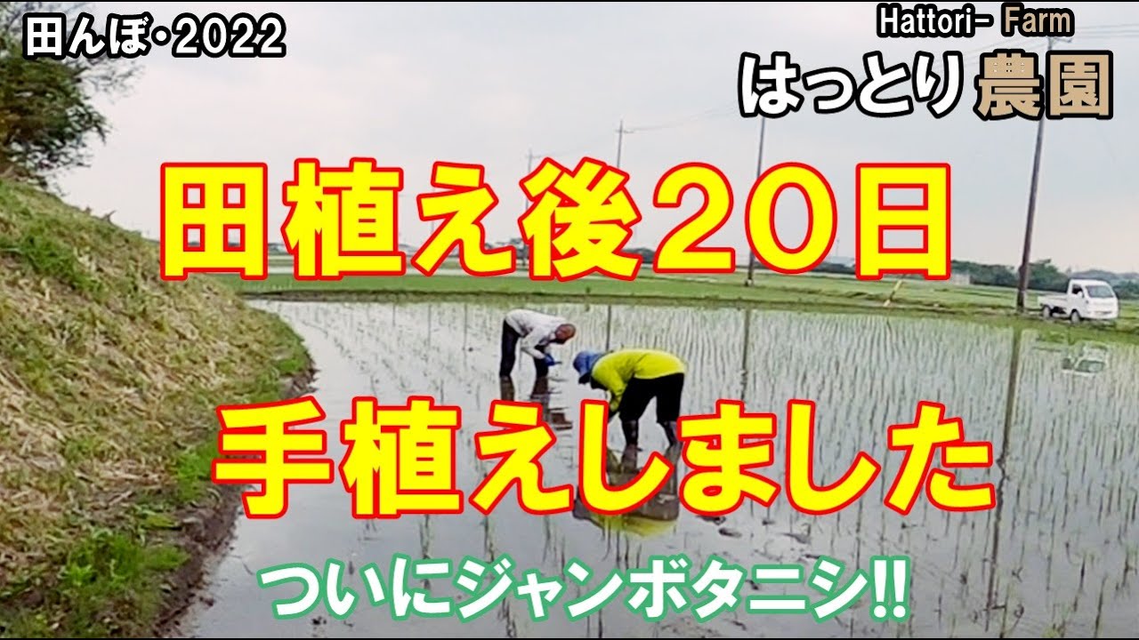 田んぼ（2/20まで） maxresdefault.jpg