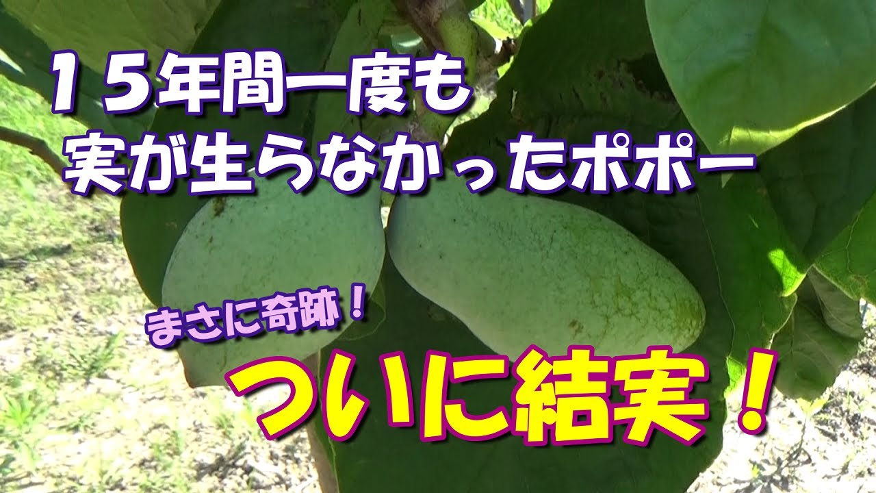 【我が家の果樹たち】１５年目の奇跡！ついにポポー結実！