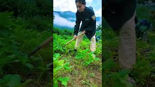 Lub Neej Ua Teb Toj Siab น