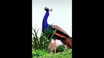 Peacock Sound | Peacock call (HD) #shorts #peacock#youtube #trending #viral #tiktok#relax #india 🙏🙏🙏