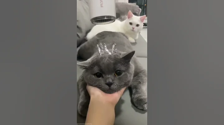 Watch the video about Unstoppable 😂😂 #shorts #animals #funny #cat #foryou #fyp